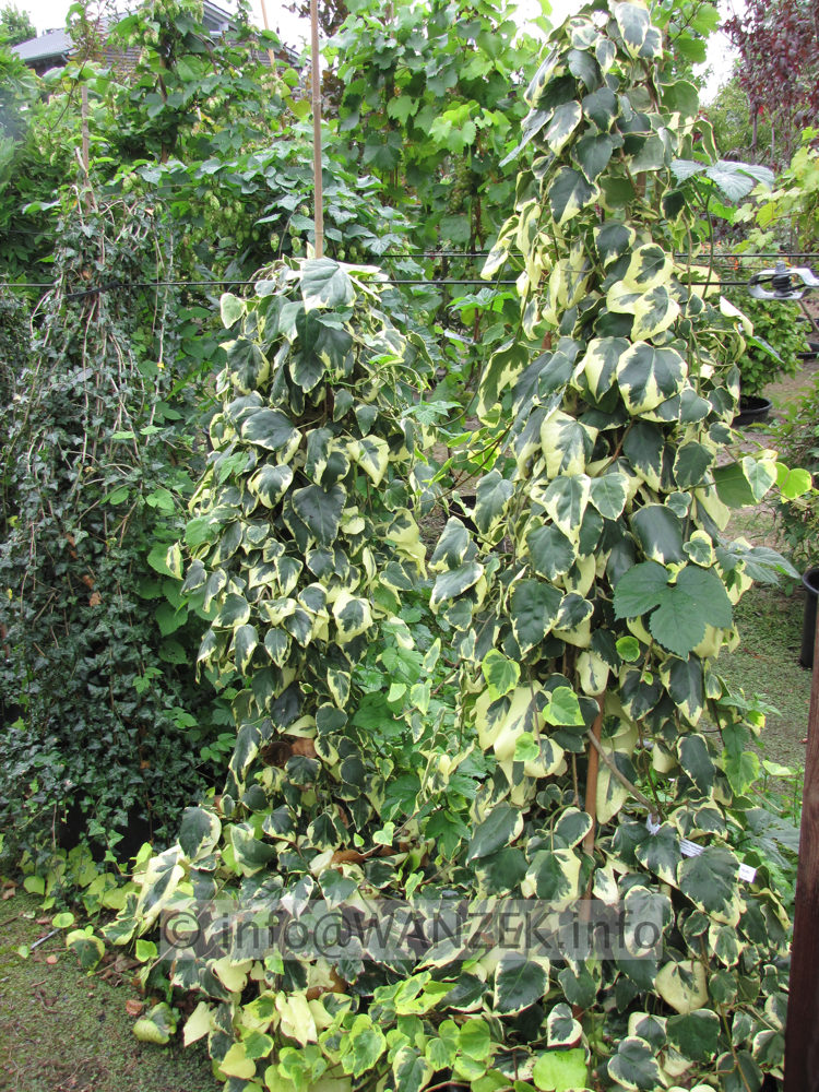 Hedera colchica Variegata.JPG